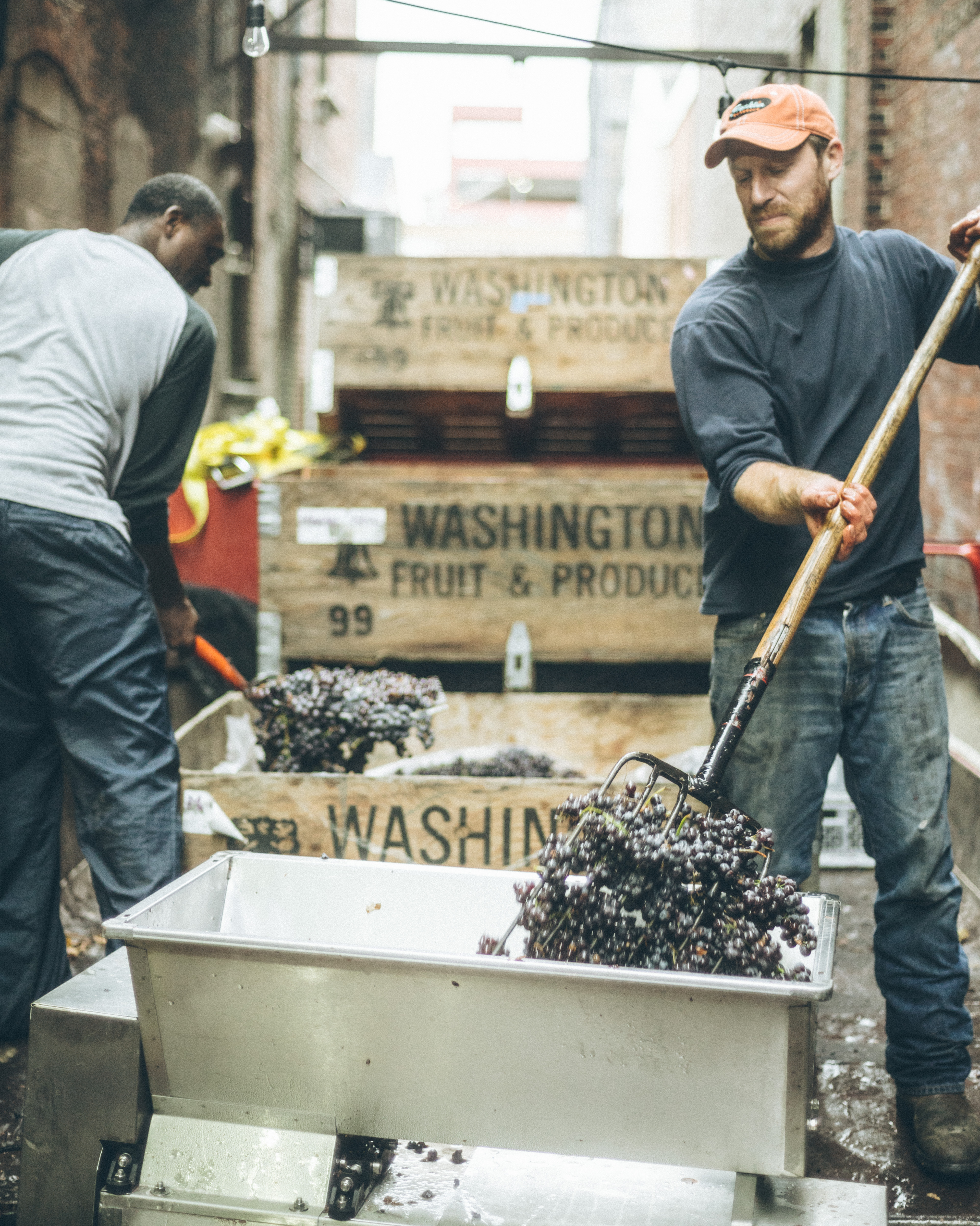 Black and white photo of a Revel worker loading a crate of grapes into the crusher