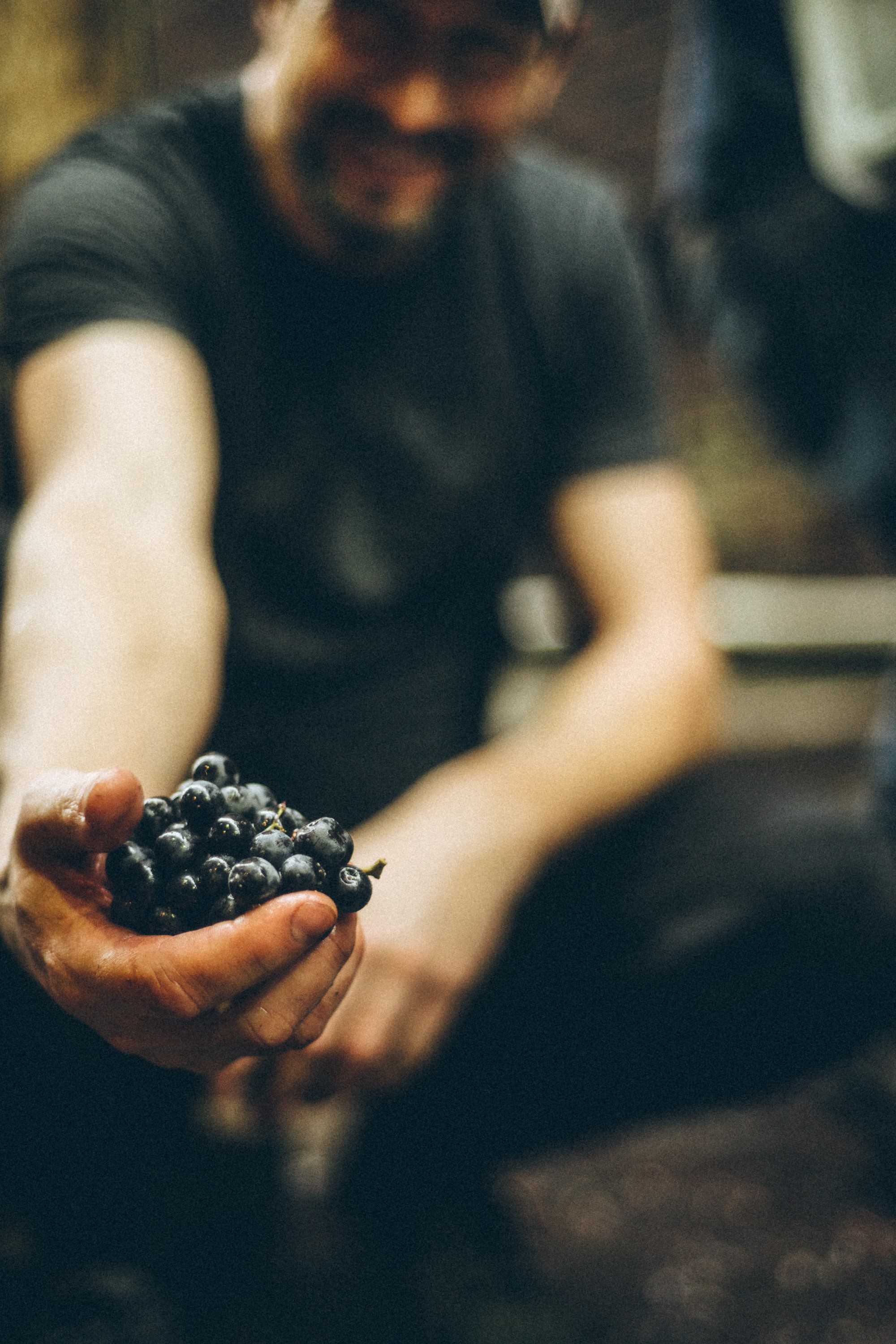 Winemaker holding a handful of freshly harvested wine grapes